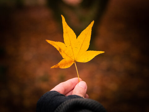 Close up of hand holding a fallen yellow Japanese Maple Acer leaf during Autumn