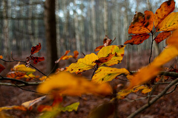 autumn leaves in the forest