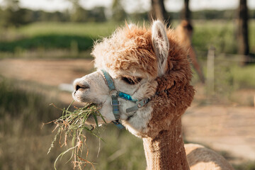 Very phlegmatic alpaca eats grass with philosophical look . Agricultural industry. . Agrotourism. Concept of using natural materials. Beautiful animals. Farm life. Children's holidays.