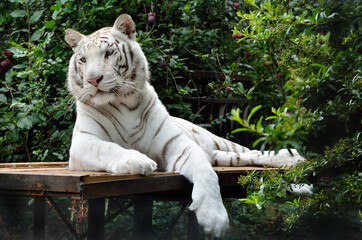 The tiger is a symbol of the Chinese New Year 2022. Rare Black and White Striped Adult Tiger
