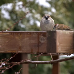 Gray sparrow in the garden in winter