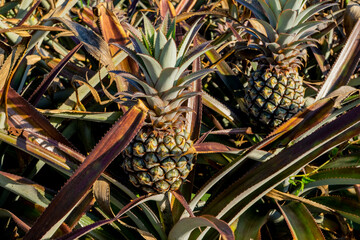 Growing pineapples on plantation field, macro close up. High quality photo