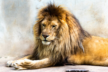 Portrait of beautiful male African lion
