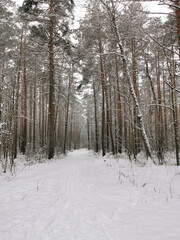 View of the winter spruce forest with a road. Winter landscape. Snow covered trees. Christmas and New Year.