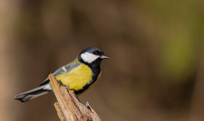 Fototapeta premium The great tit Parus major