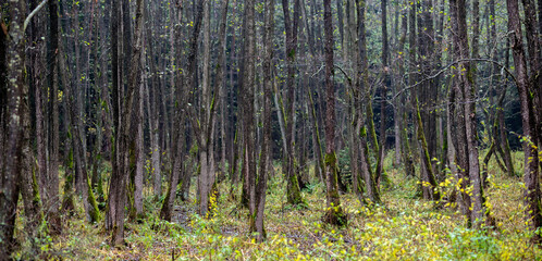 Fototapeta na wymiar Trees with mossy trunks on a foggy morning, Dechsendorfer Weiher, Erlangen, Bavaria, Germany