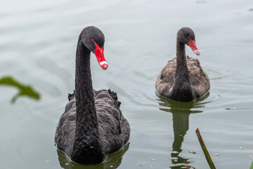Black swans with red beaks on a lake