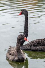 Naklejka premium Black swans with red beaks on a lake