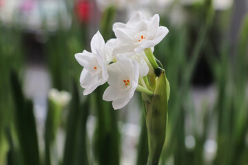Closeup of paper white narcissus flowers blooming