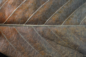 close up of leaf texture