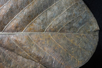 close up of a leaf