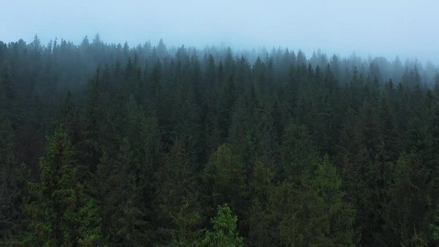 Flight over mountains covered with coniferous forest. Mist rises over the mountain slopes at sunrise