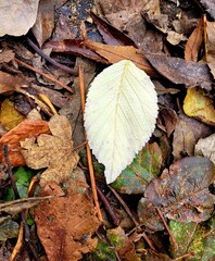 Hoja de otoño