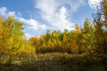 Manitoba Landscape