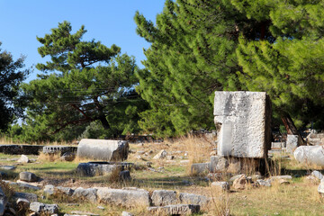 ruins of the ancient city Priene in Turkey covered by pine forest