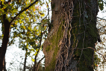 Ivy roots on a mossy tree trunk, Parque Urbano do Rio Ul, São João da Madeira