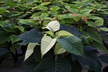 A green poinsettia changing color to white