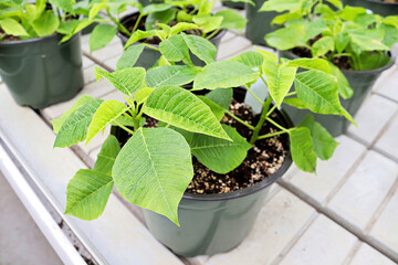 Potted green poinsettias growing on tables before Christmas