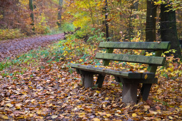 Bank im Wald