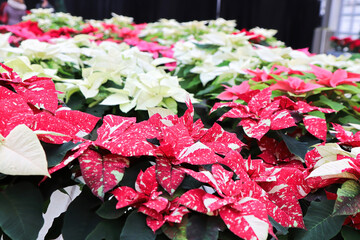 Background of various colored poinsettias on tables