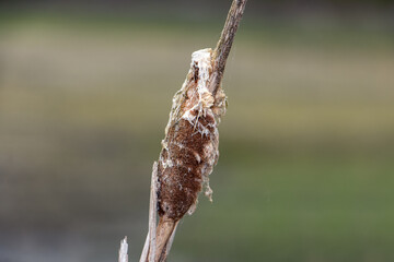 The lonely plant of withered reed on the shore of a drained pond