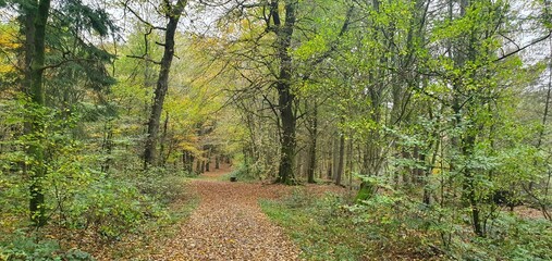 autumn in forest