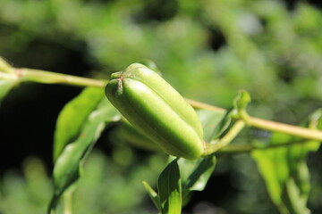 「ヤマユリ」の実