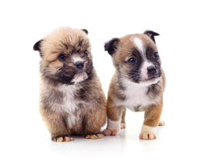Fototapeta premium Two little puppies.