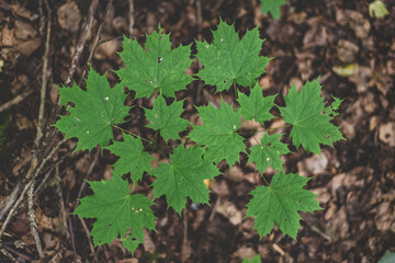maple foliage, top view