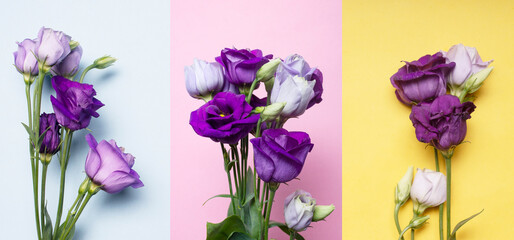 lilac flowers on a blue, pink, yellow background collage