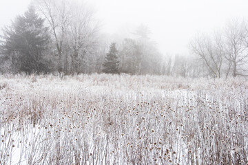 Rising temperatures create fog and hoar frost turning Springbrook Prairie into an almost completely white paradise. Naperville, IL..IL-070221-0004