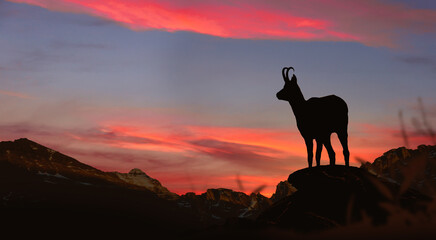 young chamois observes the sunset on the rock - obrazy, fototapety, plakaty