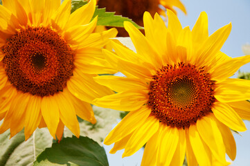 Fototapeta na wymiar Several flowers of a sunflower on a background of blue sky. High quality photo
