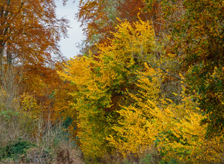 an autumnal track glowing with gold, yellow and copper leaves