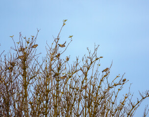 a flock of Goldfinches (Carduelis carduelis) on Salisbury Plain Wiltshire UK
