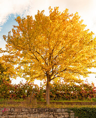 Autumn mood: tree with golden-yellow leaves under a blue sky and vineyards in the morning