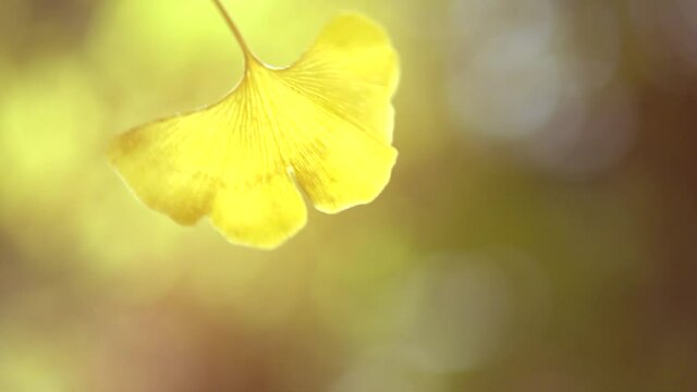 Ginkgo biloba leaves falling down from a tree in autumn garden. Gingko leaf in sun lite. Herbal medicine. Herbs. Alternative medicine concept. Nature background. Slow motion. 