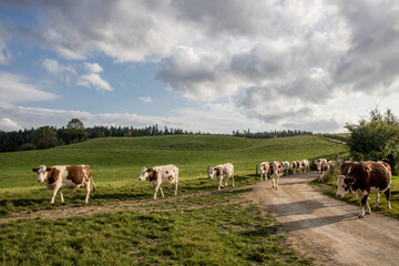 vaches rentrant à la ferme pour la traite pour produire du lait qui servira à faire du comté