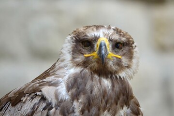 aigle vue face