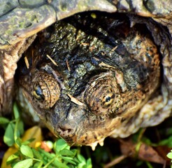 Naklejka premium snapping turtle