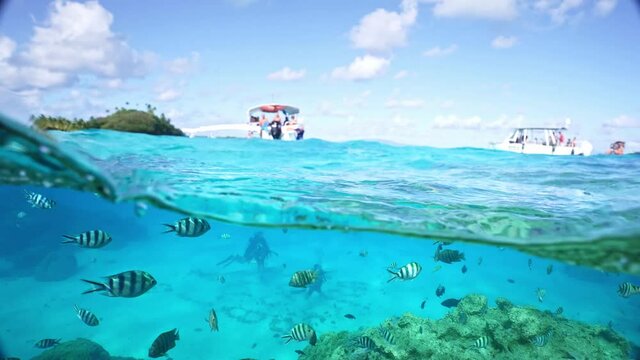 Tropical fish swimming in clear blue water. Bora Bora island, French Polynesia. Honeymoon vacation activities, snorkeling tour. Underwater, Tahiti.