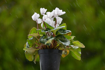 Fototapete bei efototapeten.de bestellen   