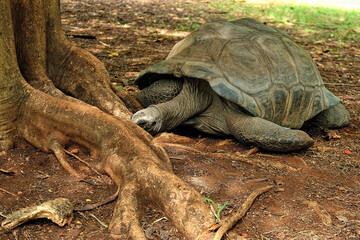 Fototapeta premium A picture of a turtle