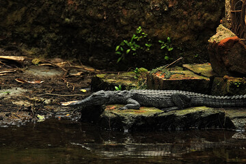 A picture of a crocodile