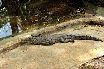 A picture of a crocodile