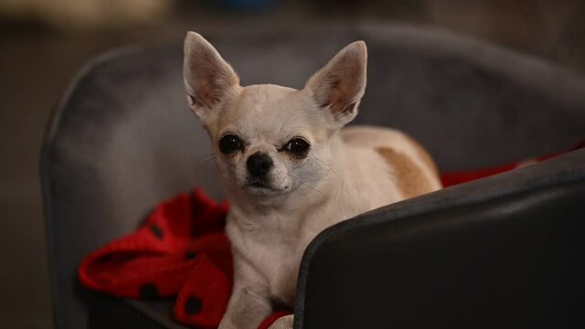 cane amico dell'uomo chihuahua 