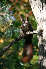 Squirrel sitting on branch