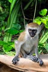 Obraz premium A little monkey in the leaves