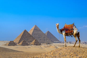 camel and pyramids