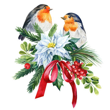 Robin, holly, poinsettia, spruce branches, birds on isolated white background, Victorian clipart. Christmas watercolor